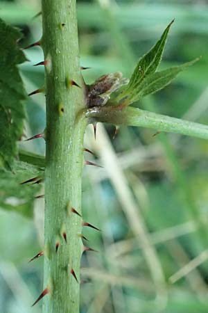 Rubus rugosifolius ? \ Runzelbl&auml;ttrige Haselblatt-Brombeere / Rugose-Leaved Bramble, D L&uuml;denscheid 10.9.2020