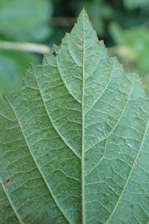 Rubus rugosifolius ? \ Runzelbl&auml;ttrige Haselblatt-Brombeere / Rugose-Leaved Bramble, D L&uuml;denscheid 10.9.2020