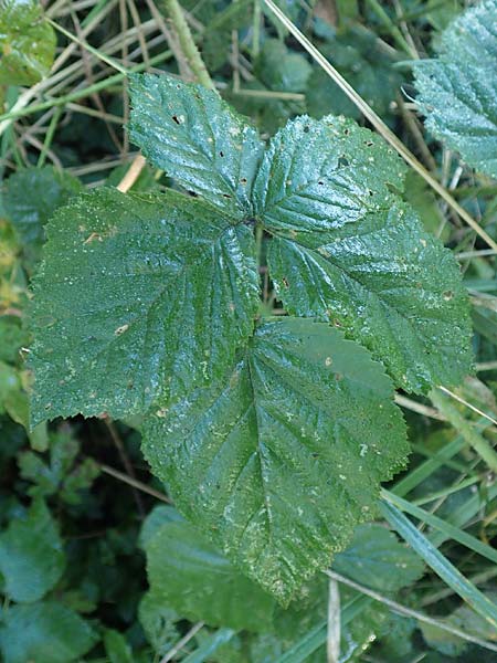 Rubus rugosifolius ? \ Runzelbl&auml;ttrige Haselblatt-Brombeere / Rugose-Leaved Bramble, D L&uuml;denscheid 10.9.2020