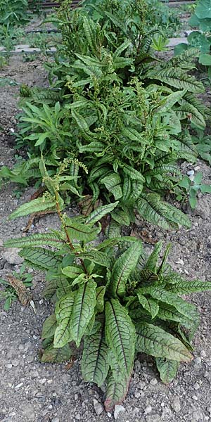 Rumex rugosus \ Garten-Sauer-Ampfer / Wrinkled Sorrel, D Mannheim 19.6.2021
