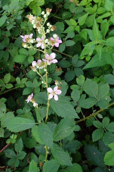 Rubus specK ? \ Brombeere / Bramble, D Mannheim 31.8.2021