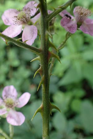 Rubus specK ? \ Brombeere / Bramble, D Mannheim 31.8.2021