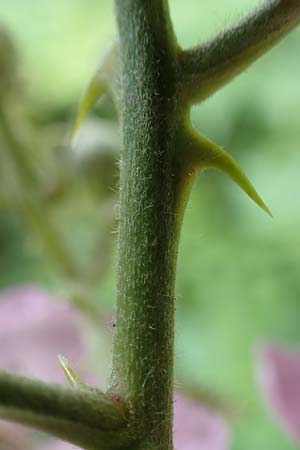 Rubus specK ? \ Brombeere / Bramble, D Mannheim 31.8.2021