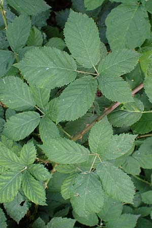 Rubus specK ? \ Brombeere / Bramble, D Mannheim 31.8.2021