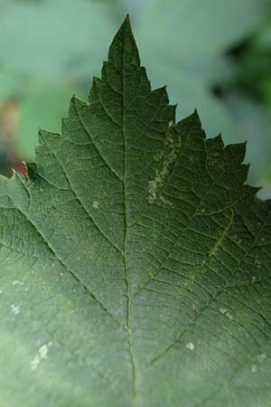 Rubus specK ? \ Brombeere / Bramble, D Mannheim 31.8.2021