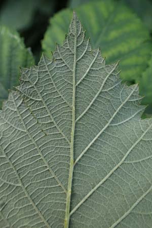 Rubus specK ? \ Brombeere / Bramble, D Mannheim 31.8.2021