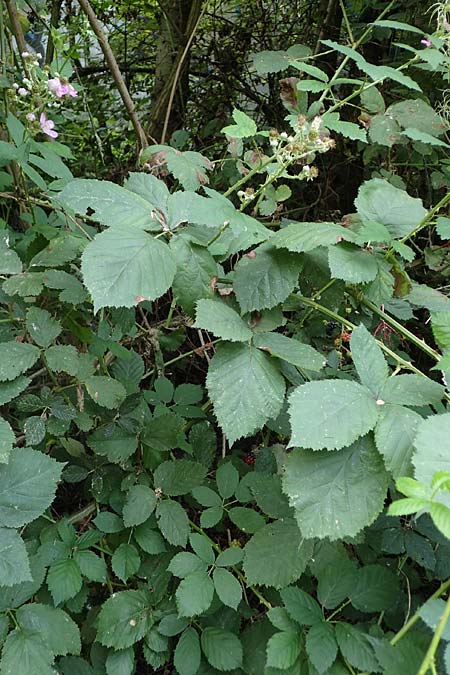 Rubus specK ? \ Brombeere / Bramble, D Mannheim 31.8.2021