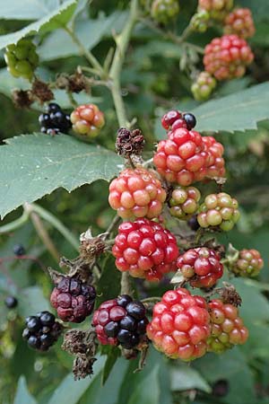 Rubus specK ? \ Brombeere / Bramble, D Mannheim 31.8.2021