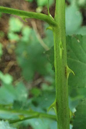 Rubus specK ? \ Brombeere / Bramble, D Mannheim 31.8.2021