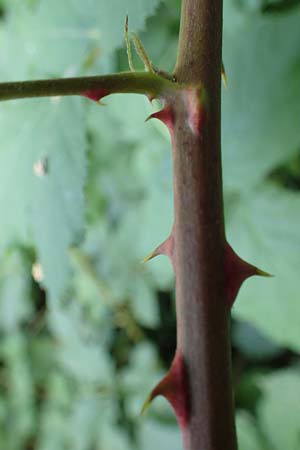 Rubus specK ? \ Brombeere / Bramble, D Mannheim 31.8.2021