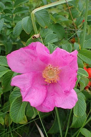 Rosa rugosa \ Kartoffel-Rose / Japanese Rose, D Hohwacht 13.9.2021