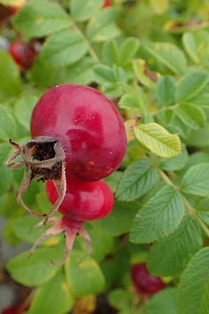 Rosa rugosa \ Kartoffel-Rose / Japanese Rose, D Hohwacht 13.9.2021