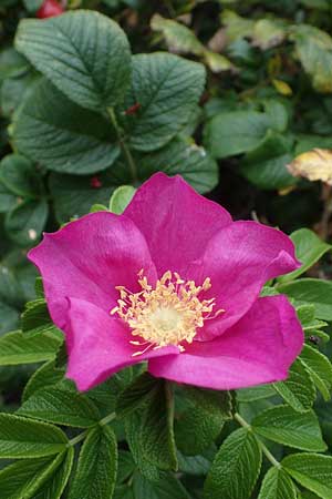 Rosa rugosa \ Kartoffel-Rose / Japanese Rose, D Hohwacht 13.9.2021