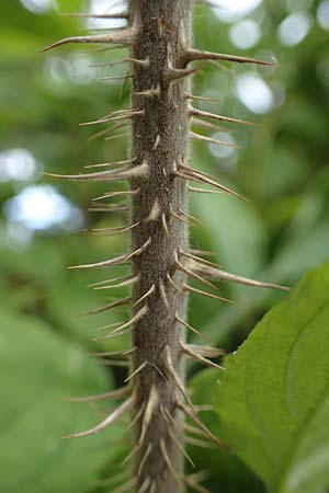 Rosa rugosa \ Kartoffel-Rose / Japanese Rose, D Hohwacht 16.9.2021