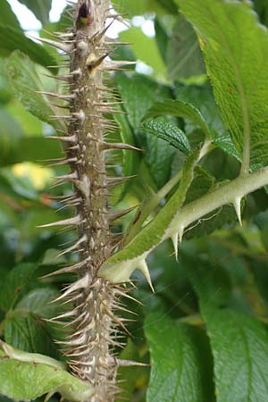Rosa rugosa \ Kartoffel-Rose / Japanese Rose, D Hohwacht 16.9.2021