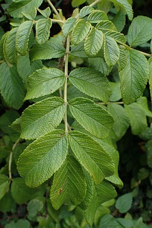 Rosa rugosa \ Kartoffel-Rose / Japanese Rose, D Hohwacht 16.9.2021