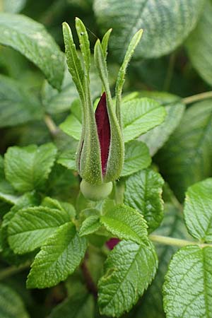 Rosa rugosa \ Kartoffel-Rose / Japanese Rose, D Heiligenhafen 17.9.2021