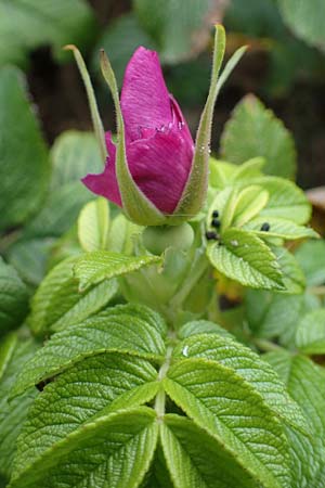 Rosa rugosa \ Kartoffel-Rose / Japanese Rose, D Heiligenhafen 17.9.2021