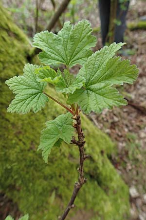 Ribes rubrum \ Rote Johannisbeere / Red Currant, D M&ouml;mlingen 8.4.2023