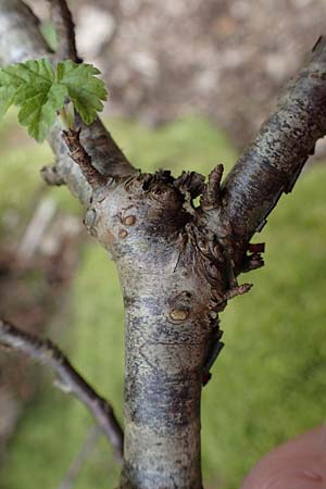 Ribes rubrum \ Rote Johannisbeere / Red Currant, D M&ouml;mlingen 8.4.2023