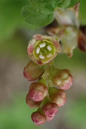 Ribes rubrum \ Rote Johannisbeere / Red Currant, D M&ouml;mlingen 8.4.2023