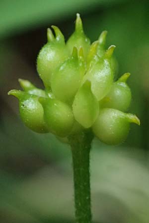 Ranunculus ratisbonensis \ Regensburger Gold-Hahnenfu� / Regensburg Goldilocks, D Regensburg 8.5.2025