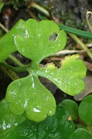 Ranunculus ratisbonensis \ Regensburger Gold-Hahnenfu� / Regensburg Goldilocks, D Regensburg 8.5.2025