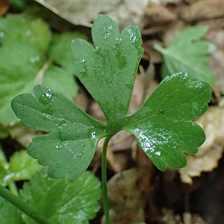 Ranunculus ratisbonensis \ Regensburger Gold-Hahnenfu� / Regensburg Goldilocks, D Regensburg 8.5.2025
