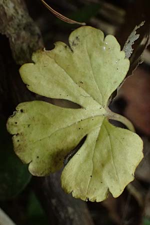 Ranunculus ratisbonensis \ Regensburger Gold-Hahnenfu� / Regensburg Goldilocks, D Regensburg 8.5.2025