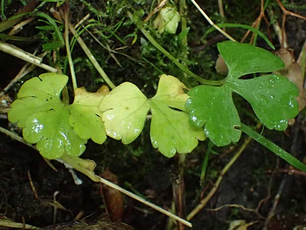 Ranunculus ratisbonensis \ Regensburger Gold-Hahnenfu� / Regensburg Goldilocks, D Regensburg 8.5.2025