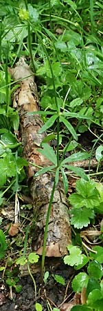 Ranunculus ratisbonensis \ Regensburger Gold-Hahnenfu� / Regensburg Goldilocks, D Regensburg 8.5.2025