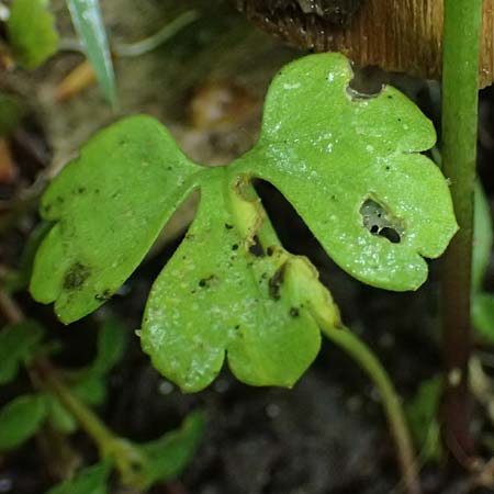 Ranunculus ratisbonensis \ Regensburger Gold-Hahnenfu� / Regensburg Goldilocks, D Regensburg 8.5.2025