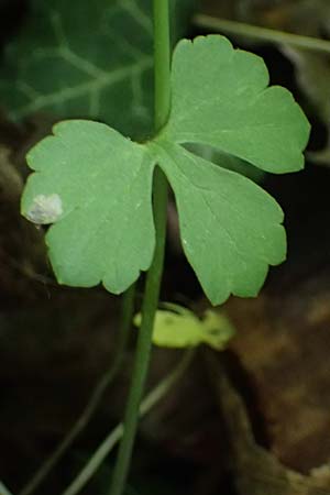 Ranunculus ratisbonensis \ Regensburger Gold-Hahnenfu� / Regensburg Goldilocks, D Regensburg 8.5.2025