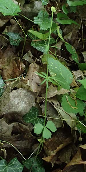 Ranunculus ratisbonensis \ Regensburger Gold-Hahnenfu� / Regensburg Goldilocks, D Regensburg 8.5.2025