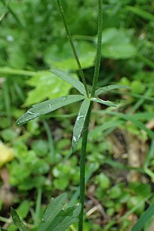 Ranunculus ratisbonensis \ Regensburger Gold-Hahnenfu� / Regensburg Goldilocks, D Regensburg 8.5.2025