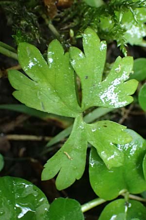 Ranunculus ratisbonensis \ Regensburger Gold-Hahnenfu� / Regensburg Goldilocks, D Regensburg 8.5.2025