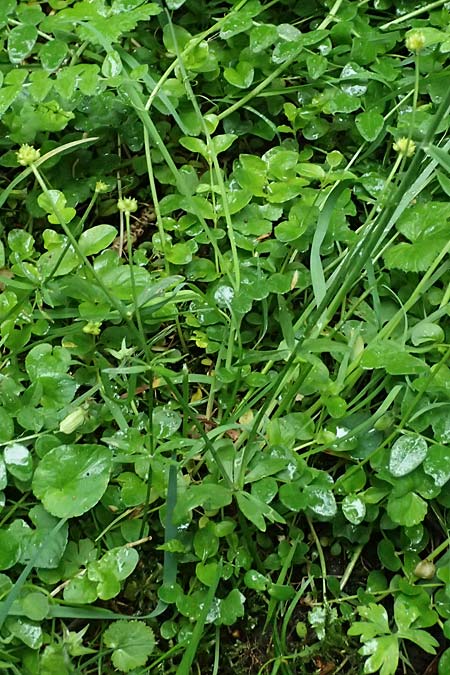 Ranunculus ratisbonensis \ Regensburger Gold-Hahnenfu� / Regensburg Goldilocks, D Regensburg 8.5.2025