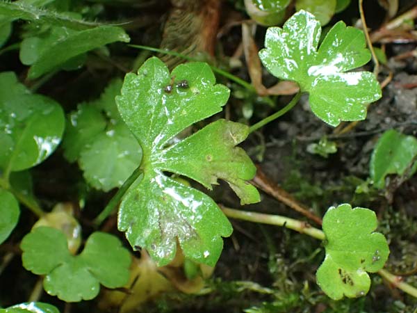 Ranunculus ratisbonensis \ Regensburger Gold-Hahnenfu� / Regensburg Goldilocks, D Regensburg 8.5.2025