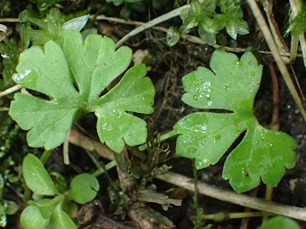 Ranunculus ratisbonensis \ Regensburger Gold-Hahnenfu� / Regensburg Goldilocks, D Regensburg 8.5.2025