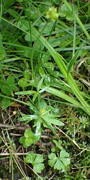 Ranunculus ratisbonensis \ Regensburger Gold-Hahnenfu� / Regensburg Goldilocks, D Regensburg 8.5.2025