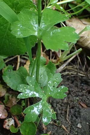 Ranunculus ratisbonensis \ Regensburger Gold-Hahnenfu� / Regensburg Goldilocks, D Regensburg 8.5.2025