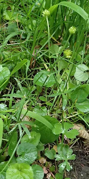 Ranunculus ratisbonensis \ Regensburger Gold-Hahnenfu� / Regensburg Goldilocks, D Regensburg 8.5.2025