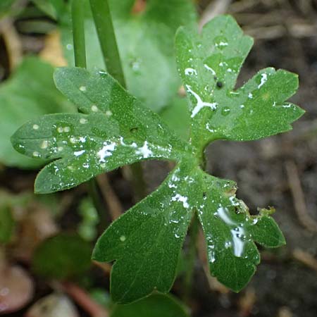 Ranunculus ratisbonensis \ Regensburger Gold-Hahnenfu� / Regensburg Goldilocks, D Regensburg 8.5.2025