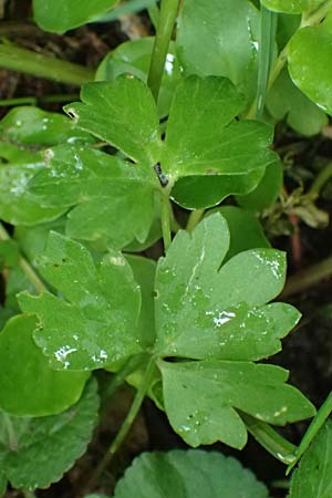 Ranunculus ratisbonensis \ Regensburger Gold-Hahnenfu� / Regensburg Goldilocks, D Regensburg 8.5.2025