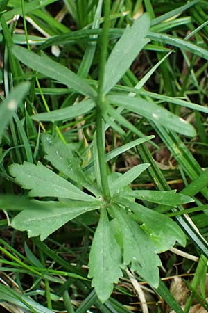 Ranunculus ratisbonensis \ Regensburger Gold-Hahnenfu� / Regensburg Goldilocks, D Regensburg 8.5.2025