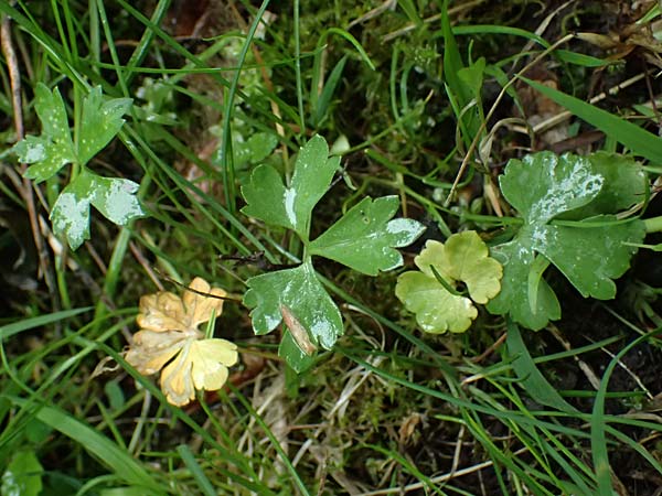 Ranunculus ratisbonensis \ Regensburger Gold-Hahnenfu� / Regensburg Goldilocks, D Regensburg 8.5.2025