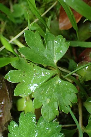 Ranunculus ratisbonensis \ Regensburger Gold-Hahnenfu� / Regensburg Goldilocks, D Regensburg 8.5.2025