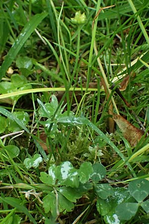 Ranunculus ratisbonensis \ Regensburger Gold-Hahnenfu� / Regensburg Goldilocks, D Regensburg 8.5.2025