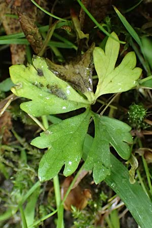 Ranunculus ratisbonensis \ Regensburger Gold-Hahnenfu� / Regensburg Goldilocks, D Regensburg 8.5.2025