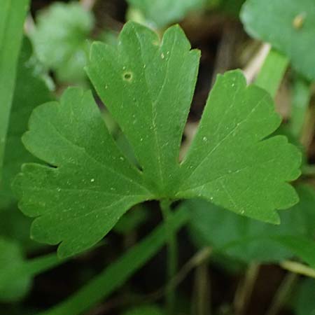 Ranunculus ratisbonensis \ Regensburger Gold-Hahnenfu� / Regensburg Goldilocks, D Regensburg 8.5.2025